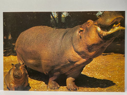 Animals, Hippopotamuses Postcard - Hipopótamos