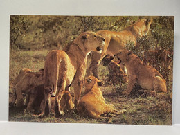 Animals, Lions Postcard - Lions