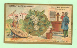 S325 - CHROMO Chocolat Guérin-Boutron - Botanique Illustrée - L'Orme - Bois Dur - Guerin Boutron