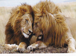 A12188- TWO LIONS ANIMALS  POSTCARD - Lions