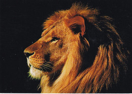 A12190-LION KING OF BEASTS ANIMALS  POSTCARD - Lions