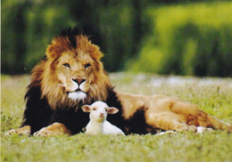 A12199- A LION AND A LAMB, HEAVEN WILD ANIMALS  POSTCARD - Lions