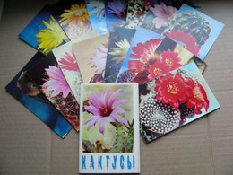 15 Post Cards In Folder From Ussr Cactusses Cactus 1972 - Cactus