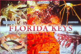 Florida Keys Crustaceans - Key West & The Keys