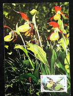 ► Orchidée Sabot De Vénus D' Europe  - CYPRIPEDIUM CALCEOLUS  - Carte Maximum Card Posta Romana 1990 - Orchids