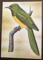 Sao Tomé E Principe: Intero, Stationery, Entier, Chrysococcyx Cupreus Insularum - Cuckoos & Turacos