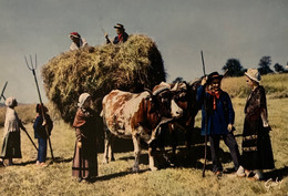 St Amand Roche Savine - Le Groupe Scolaire - La Gaité Savinoise - La Fenaison - Attelage Bœufs Folklore - Guidel