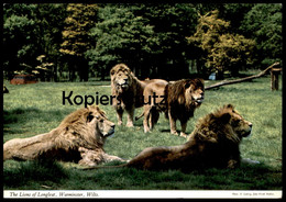ÄLTERE POSTKARTE THE LIONS OF LONGLEAT WARMINSTER WILTS Lion Löwen Löwe Stamp Arbroath 1320 Postcard Cpa AK Postcard - Lions