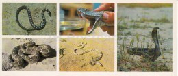 Cobra - Psammophis Lineolatus - Snakes - Kopet Dagh Nature Reserve - 1985 - Turkmenistan USSR - Unused - Turkmenistán