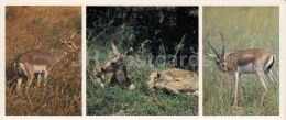 Gazelle - Kopet Dagh Nature Reserve - 1985 - Turkmenistan USSR - Unused - Turkmenistán