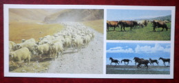 Herding Sheep - The Ala-Too Breed Of Cows - The Neo-Kirghiz Breed Of Horses - 1984 - Kyrgystan USSR - Unused - Kyrgyzstan