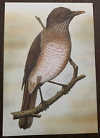 Sao Tomé E Principe: Intero, Stationery, Entier, Turdus Olivaceofuscus - Spatzen