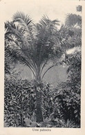 POSTCARD  PORTUGAL - AFRICA - OLD PORTUGUESE COLONY  - SÃO TOMÉ AND PRINCIPE - PALMEIRA . PALM TREE - Sao Tome And Principe