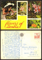 Zambia Flowers Girl  #20684 - Zambie