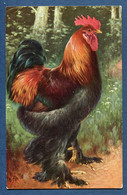 ⭐ Carte Postale - Coq - Rebhuhnfarbiger Kochin Hahn ⭐ - Pájaros