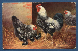⭐ Carte Postale - Coq - Wyandottes ⭐ - Pájaros