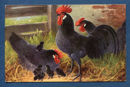 ⭐ Carte Postale - Coq - Blaue Andalusier ⭐ - Uccelli
