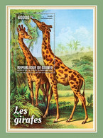 Guinea 2021, Animals Giraffes, BF - Giraffes