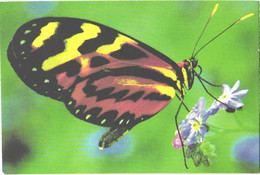 Butterfly, Heliconius S. - Papillons