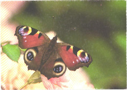 Butterfly On Blossom - Papillons