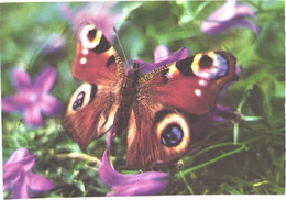 Butterfly On Blossom - Papillons