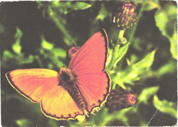 Butterfly, Lycaena Virgaureae L. - Papillons