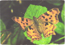 Butterfly, Polygonia C-album L. - Papillons