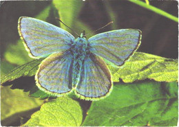 Butterfly, Polyommatus Icarus Rott. - Papillons