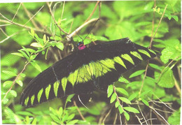 Butterfly, Trogonoptera Brookiana - Papillons