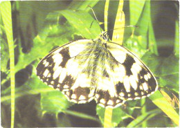 Butterfly, Melanargia Galathea L. - Papillons