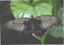 Butterfly On Leaf - Papillons
