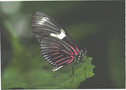 Butterfly On Leaf - Papillons