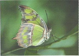 Butterfly On Leaf - Papillons