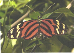 Butterfly On Leaf - Papillons