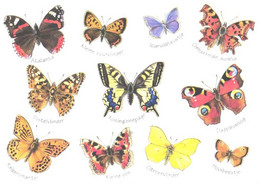 Different Butterflies - Papillons