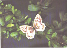 Butterfly, Melanargia Hylata Men., 1988 - Papillons