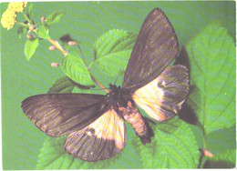 Butterfly, Axiopoena Maura Eichwald, 1988 - Papillons