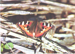 Butterfly, Nymphalis Urricae, 1980 - Papillons