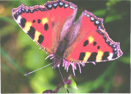 Butterfly On Leaf - Papillons