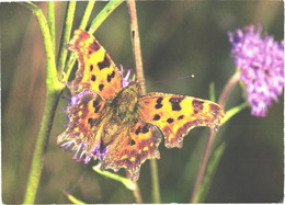 Butterfly On Plant - Papillons