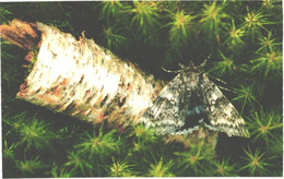 Butterfly, Catocala Fraxini - Papillons