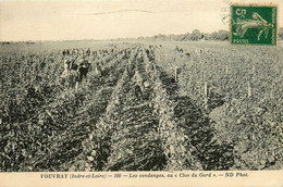 Vouvray * Les Vendanges Au Clos Du Gard * Vigne Vignoble Vin Vendangeurs - Vouvray