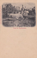 POSTCARD  PORTUGAL - AFRICA - OLD PORTUGUESE COLONY  - ANGOLA  - HIPPO HUNTING - Angola