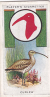 Boy Scout & Girl Guide (Patrol Signs + Emblems) 1933, Players Original Cigarette Card, 5 Curlew - Player's