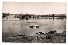 POUILLY SUR LOIRE --- Les Bords De La Loire   (  Vaches ) .........à Saisir - Pouilly Sur Loire