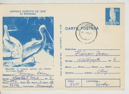 Romania  , 1977 ,  Animals  ,  Birds , Pelican , Post Card, Stationery, Used - Pélicans