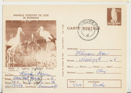 Romania  , 1977 ,  Animals  ,  Birds , Stork , Post Card, Stationery , Used - Pélicans