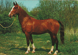 Motiv - Pferde - Cavalli