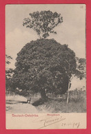 Deutsche Postkarte ... Deutsch-Ostafrika / Kolonien - Mangobaum / Manguier - 1903  ( Voir Verso ) - Burundi