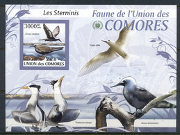 Comoro Is 2009 Birds, Terns MS IMPERF MUH - Comores (1975-...)